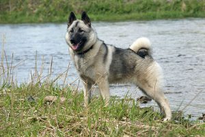 1200px-norwegian_elkhound_1