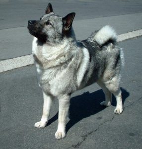 norwegian_elkhound