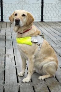 Guide Dog