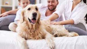 Dog as member of family